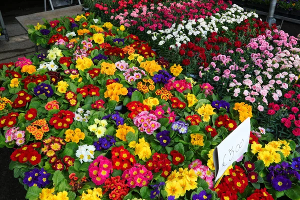 Barraca Muitas Flores Primrosas Coloridas Primavera Mercado — Fotografia de Stock