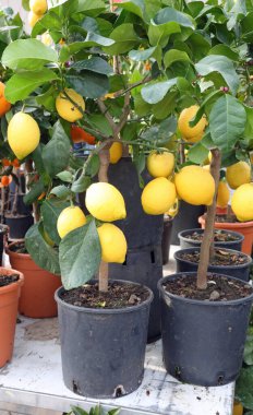 Serada olgun sarı meyveli limon bitkileri satılıyor.