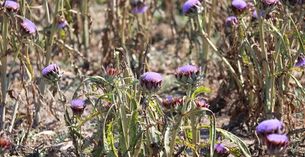 Odling Kronärtskockor Med Blommande Växter Mognad Sommaren — Stockfoto