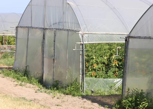 温室で栽培されるトマトの多くは — ストック写真