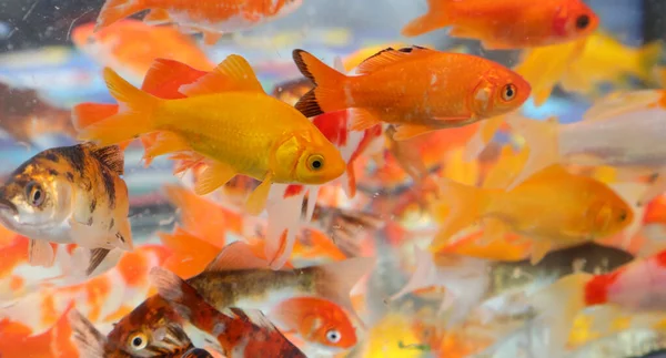 Shoal Goldfish Aquarium Sale Animals Store — Stock Photo, Image