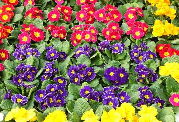 Schöne Bunte Hintergrund Vieler Primeln Blumen Blühen Frühling Zum Verkauf — Stockfoto