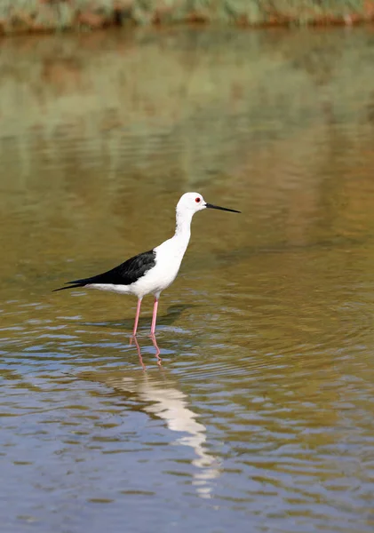 Aquatic Bird Called Black Winged Stil — Stock Photo, Image