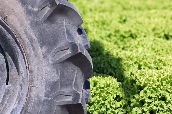 Grande Roda Trator Preto Cultivado Campo Alface Durante Colheita Legumes — Fotografia de Stock