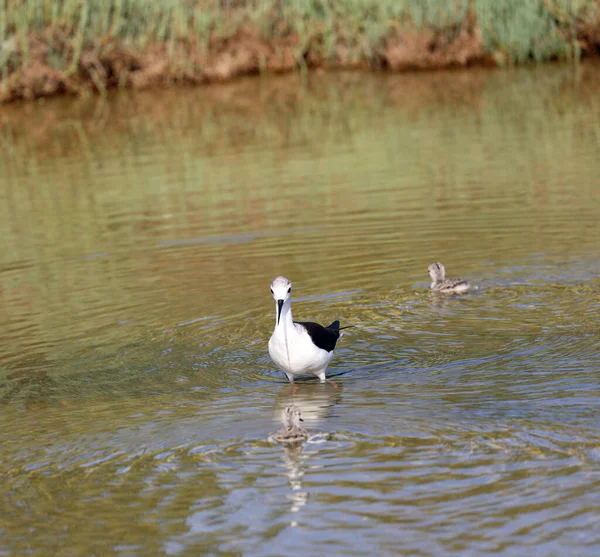 Water Bird Called Knight Italy Himantopus Himantopus Recurvirostrid Family Chickens — Stock Photo, Image