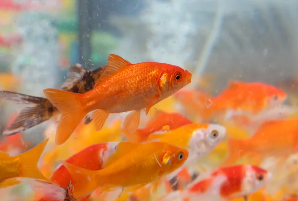 Many Orange Goldfish Swimming Pet Shop Aquarium — Stock Photo, Image