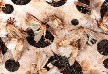 Kapana kısılmış birçok ölü Hint güvesi tahıl unu, makarna ya da kurutulmuş meyve istila eden böceklerdir.