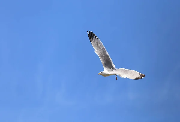 Meeuw Met Brede Spanwijdte Vliegt Hoog Eenzaam Blauwe Lucht — Stockfoto