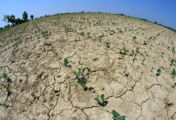 arid cultivated field due to climate change photographed by fisheye lens