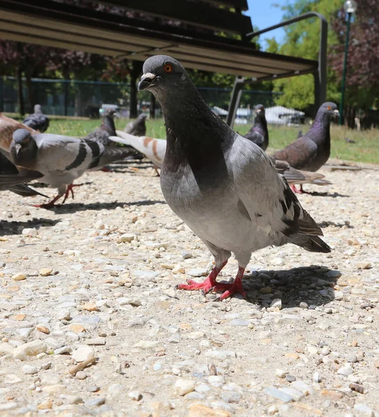 在城市公园的长椅下面 一只大的城市鸽子和许多其他的鸽子在一起 — 图库照片