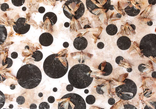 困在特殊陷阱中的死去的印地美食虫是吞食谷类面粉的昆虫 — 图库照片