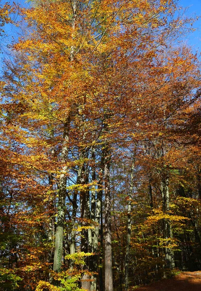 Herfstbos Met Veel Gele Rode Bladeren Blauwe Lucht — Stockfoto