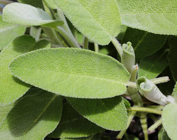 Hoja Sage Verde Grande Para Preparación Deliciosos Platos Tradicionales Mediterráneos —  Fotos de Stock