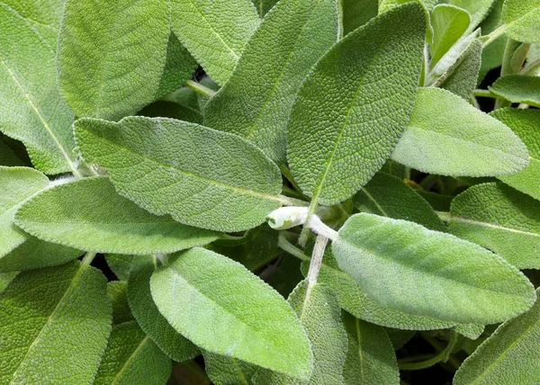 Fundo Com Muitas Grandes Folhas Sálvia Verde Para Preparação Deliciosos — Fotografia de Stock