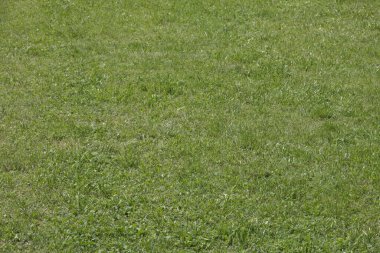 Baharda, büyük yeşil çayırların yaprakları insan olmadan.