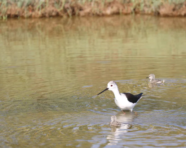 Vogel Genaamd Zwart Gevleugelde Stelt Ook Himantopus Himantopus Met Kippen — Stockfoto