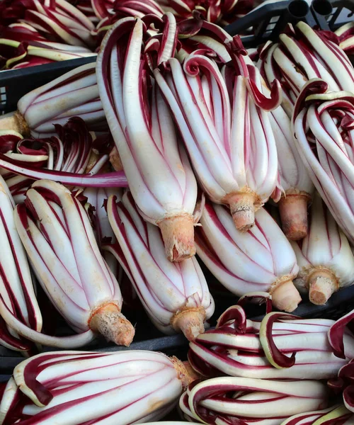 Fondo Lechuga Roja Fresca Llamada Radicchio Tardivo Lengua Italiana Primavera —  Fotos de Stock