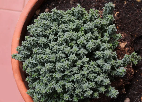 Mnoho Malých Zelených Listů Velmi Voňavé Tymián Aromatické Rostliny Typické — Stock fotografie