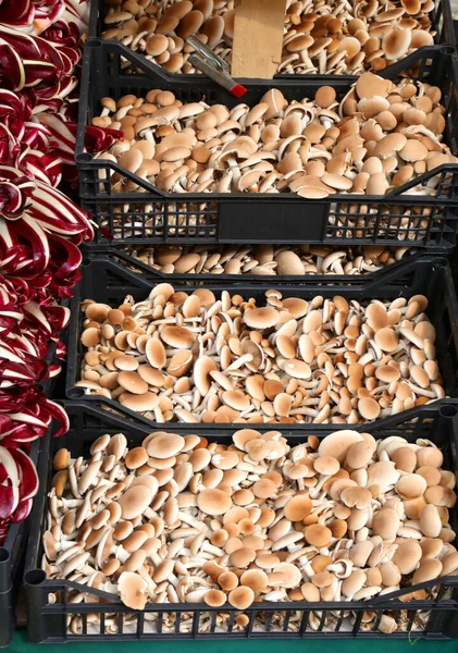 many boxes of edible mushrooms for sale at supermarket