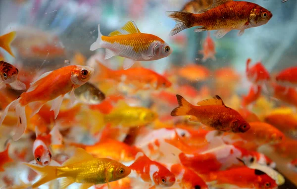 Molti Pesci Rossi Acqua Nel Negozio Animali Domestici — Foto Stock