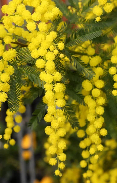 Sok Sárga Virágok Mimosa Március — Stock Fotó