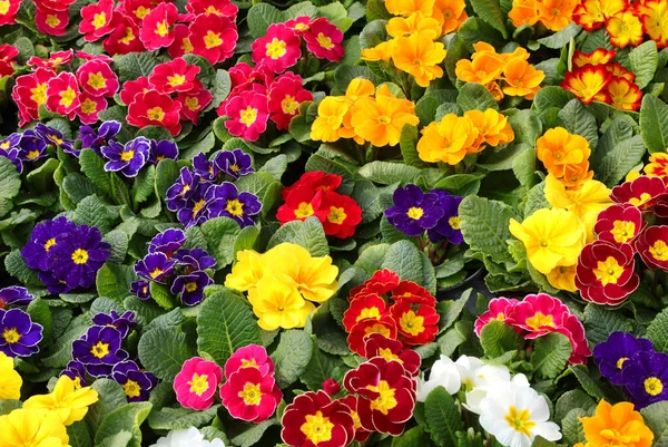 Hintergrund Der Farbigen Primeln Blumen Blühten Frühling — Stockfoto
