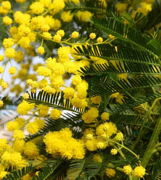 Flori Galbene Mici Ale Plantei Mimosa Primăvara — Fotografie, imagine de stoc