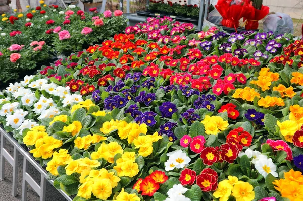 Molti Vasi Fiori Primule Fioriti Primavera Vendita Nel Mercato Dei — Foto Stock