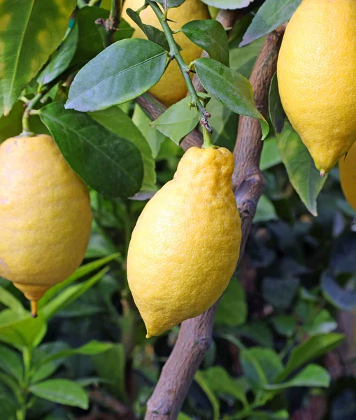 Många Gula Mogna Citroner Trädet Med Blad Medelhavsområdet — Stockfoto