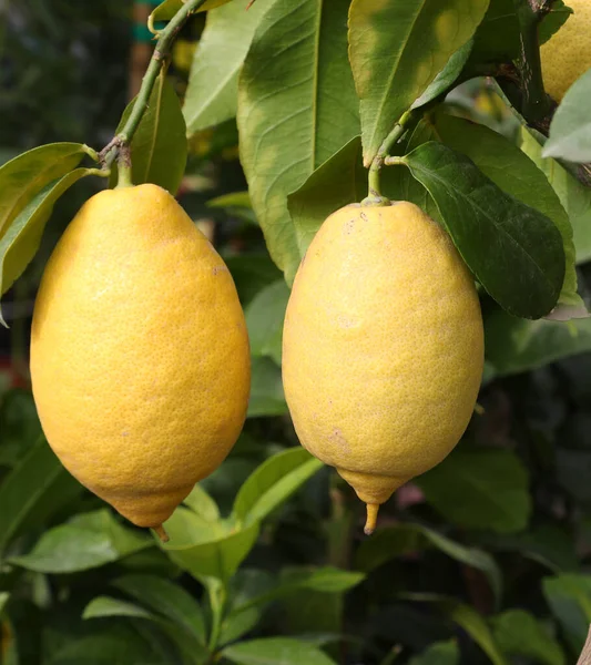 Два Больших Спелых Желтых Лимона Лимонном Дереве Саду — стоковое фото