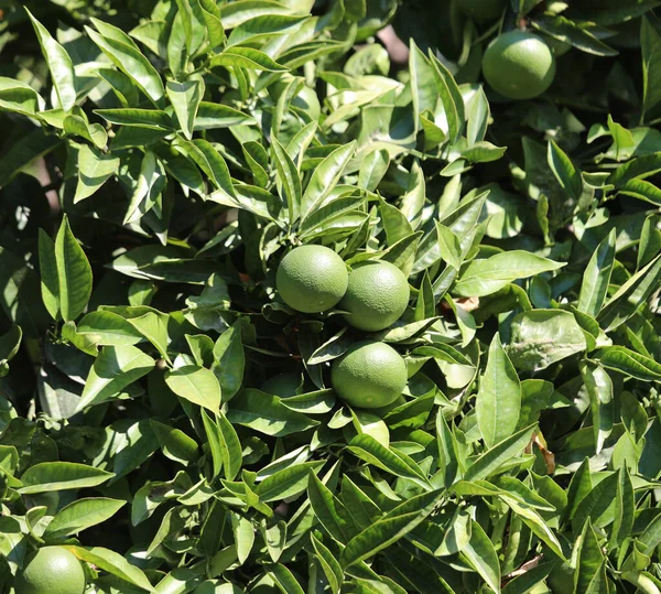 Bergamot Bergamia Adında Büyük Yeşil Meyveler Ağaçta Yapraklarla Birlikte — Stok fotoğraf