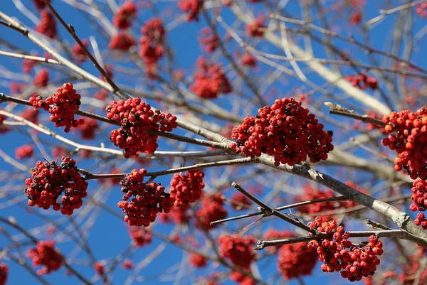 Birçok Kırmızı Meyveli Ağaç Sorbus Aucuparia Veya Sorbo Degli Uccellatori — Stok fotoğraf