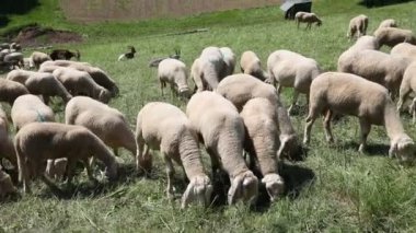 Dağ çayırlarında otlayan bir sürü kalın yün koyun var.