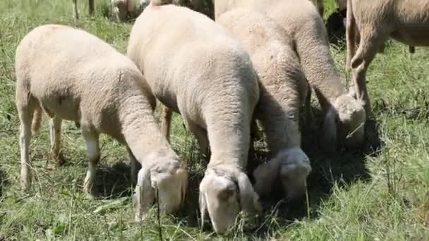 Kudde Met Veel Schapen Grazen Het Gras Van Het Weiland — Stockvideo