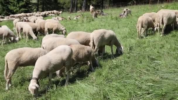Flock Many Sheep Grazing Grass Meadow While Grazing Mountains — Stock Video