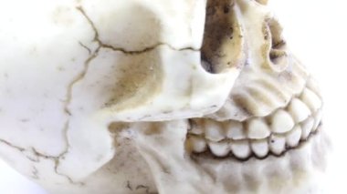Göz yuvaları ve gıcırdayan dişleri olan bir kafatasının taklidi ve beyaz bir arkaplan oluşturuyor.