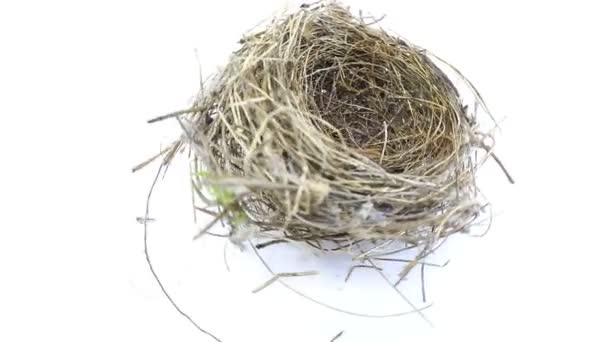 Kleines Vogelnest Gekonnt Mit Geduld Gebaut Und Mit Vielen Zweigen — Stockvideo