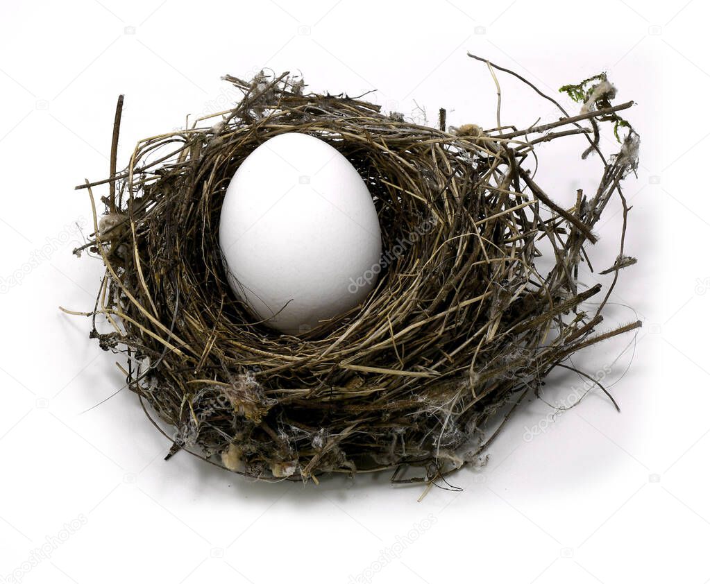 small bird nest with egg on white background