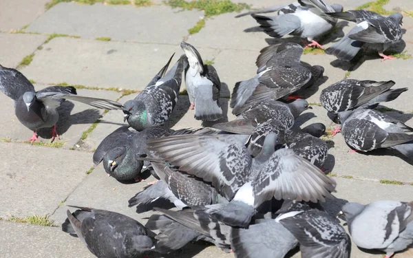 Many Pigeons Eat Crumbs European City — Stock Photo, Image