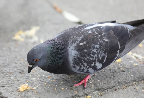 Fat Gray Urban Pigeon While Eating Crumbs Town Square — Stock Photo, Image