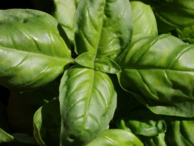 Akdeniz Ülkesi 'nde taze BASİL' in birçok yeşil yaprağı