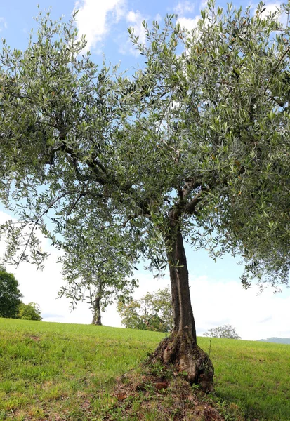 Young Lush Olive Tree Hill Spring — Stock Photo, Image