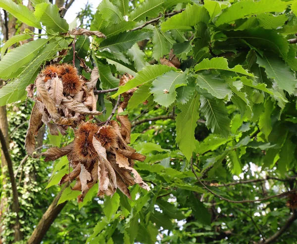 Kabuklarında Meyveler Olan Kestane Ağacı Cupule Kalibiyum Olarak Adlandırılır — Stok fotoğraf