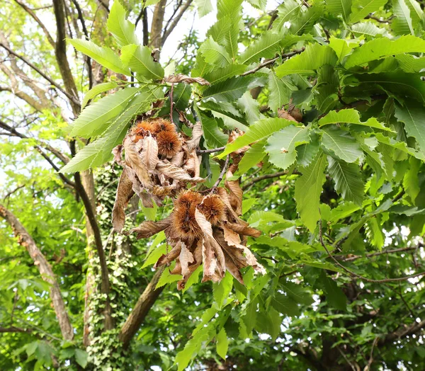 Kestane Ağacının Kabuğunda Sonbaharda Cupule Calybium Adı Verilen Meyveler Vardır — Stok fotoğraf