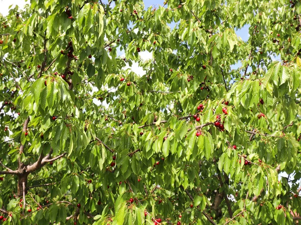 Drzewo Wiśni Gałęziami Pełnymi Dojrzałych Czerwonych Wiśni Gotowych Zbioru Późną — Zdjęcie stockowe