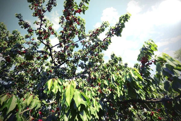 Stora Körsbärsträd Med Röda Körsbär Redo För Skörd Våren Med — Stockfoto