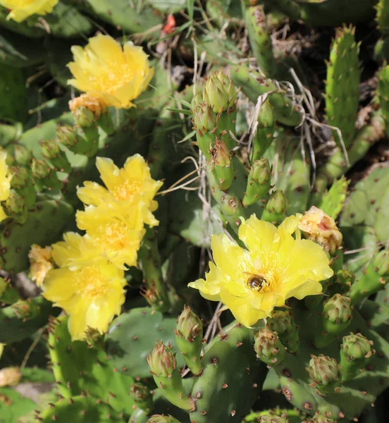 Yellow Cactus Flowers Which Become Juicy Fruits Called Prickly Pears — Stock Photo, Image