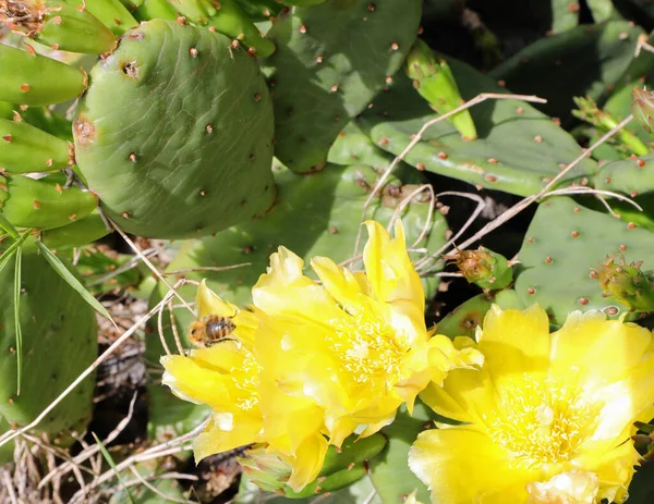 Żółte Kwiaty Kaktusa Które Następnie Stają Się Soczyste Gruszki — Zdjęcie stockowe