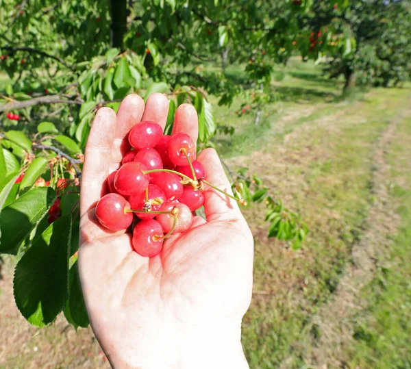 Hand Young Boy Red Cherries Just Harvested Tree Spring — Stock Photo, Image