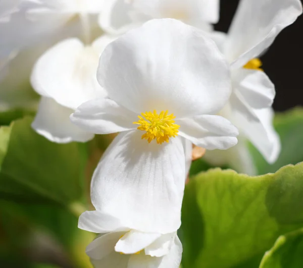 Macro White Flower Begonia Spring — Stock Photo, Image